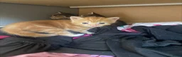 British Shorthair cats for sale: 8 gorgeous British short hair kittens - Advert 3