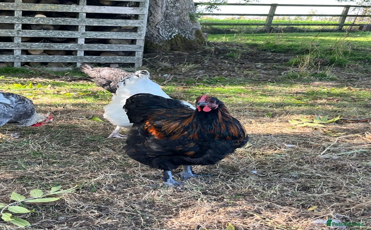 Chickens poultry - Advert 2