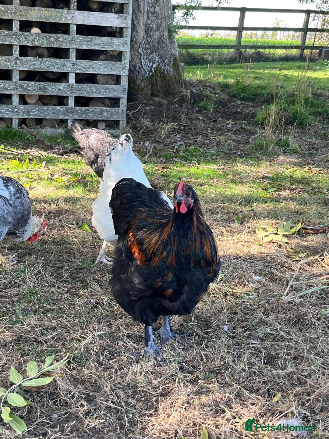 Chickens poultry for sale: Rico - Black Copper Maran Cockerel - Image 1
