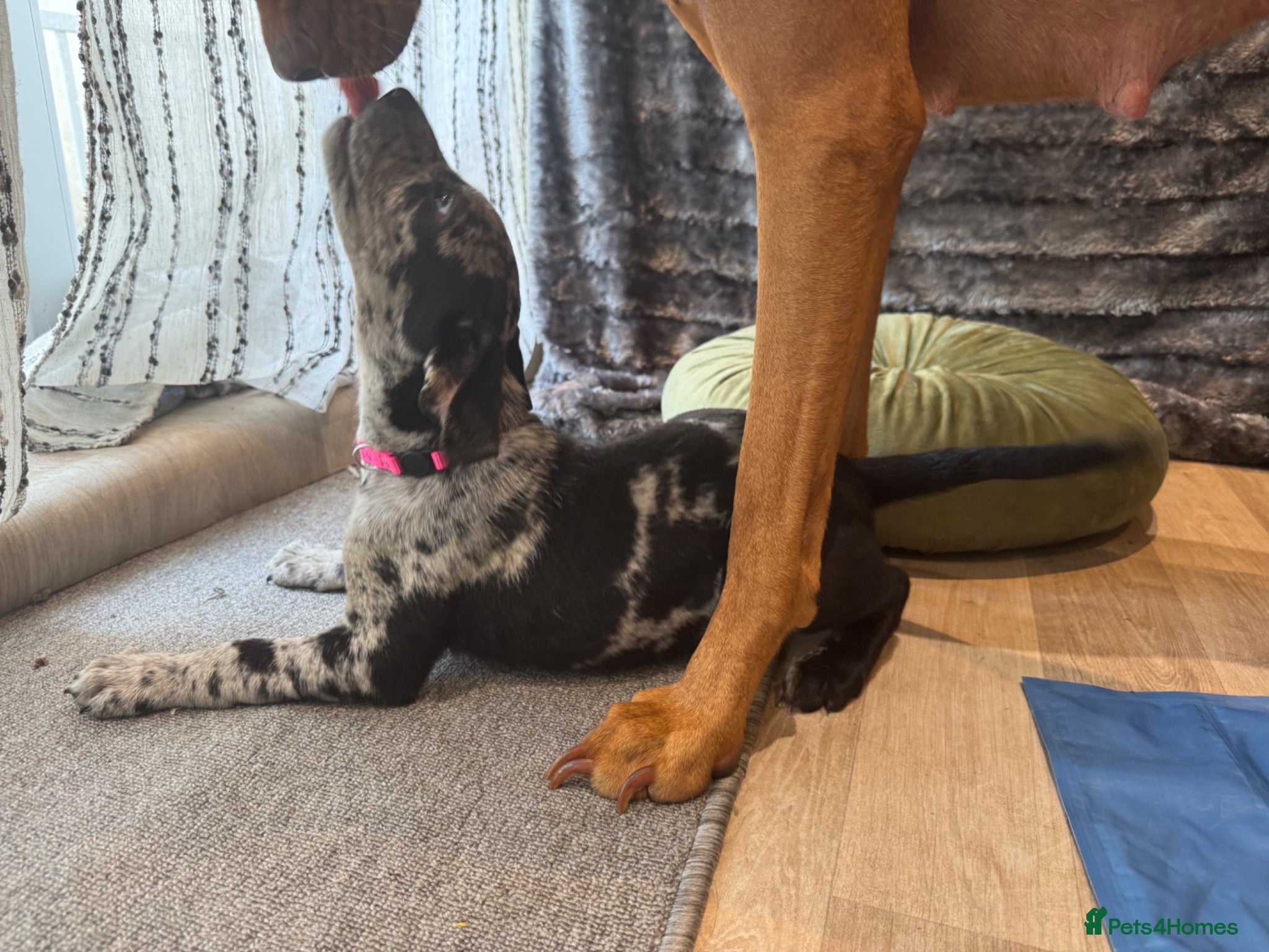 Mixed Breed dogs Border Collie- Blue Merle x Hungarian Vizsla  - Advert 2