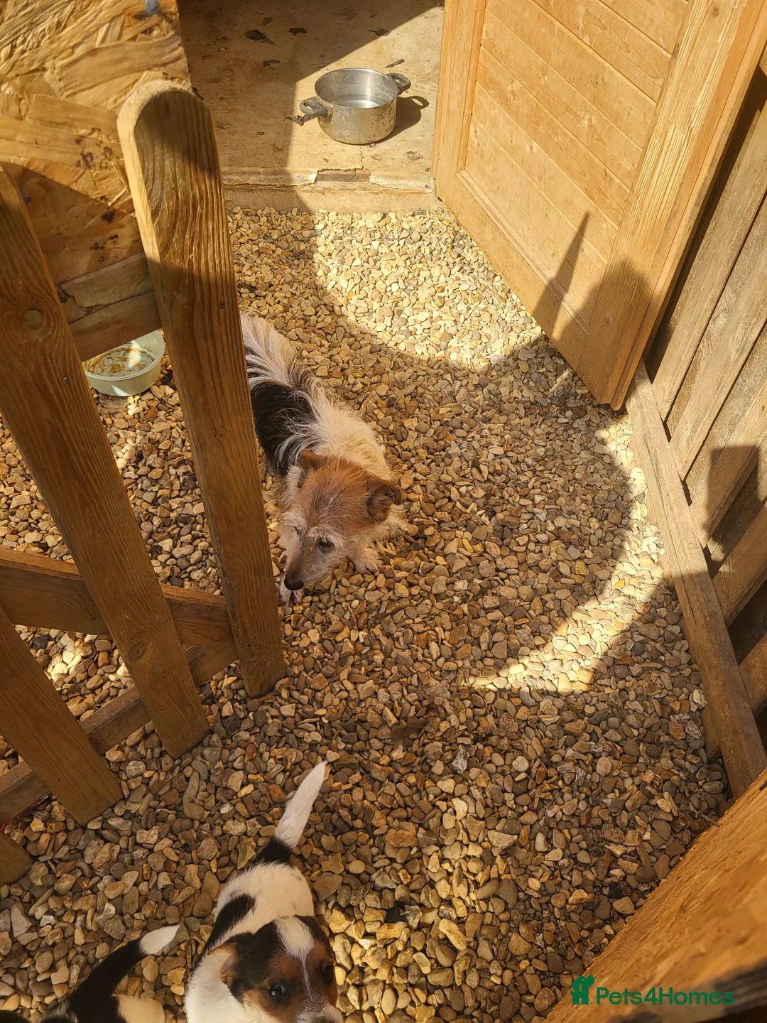 Jack Russell dogs for sale: Puppies for sale - Advert 6