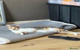 Mixed Breed cats for sale: Sweetest Kitten for sale  - Image 2