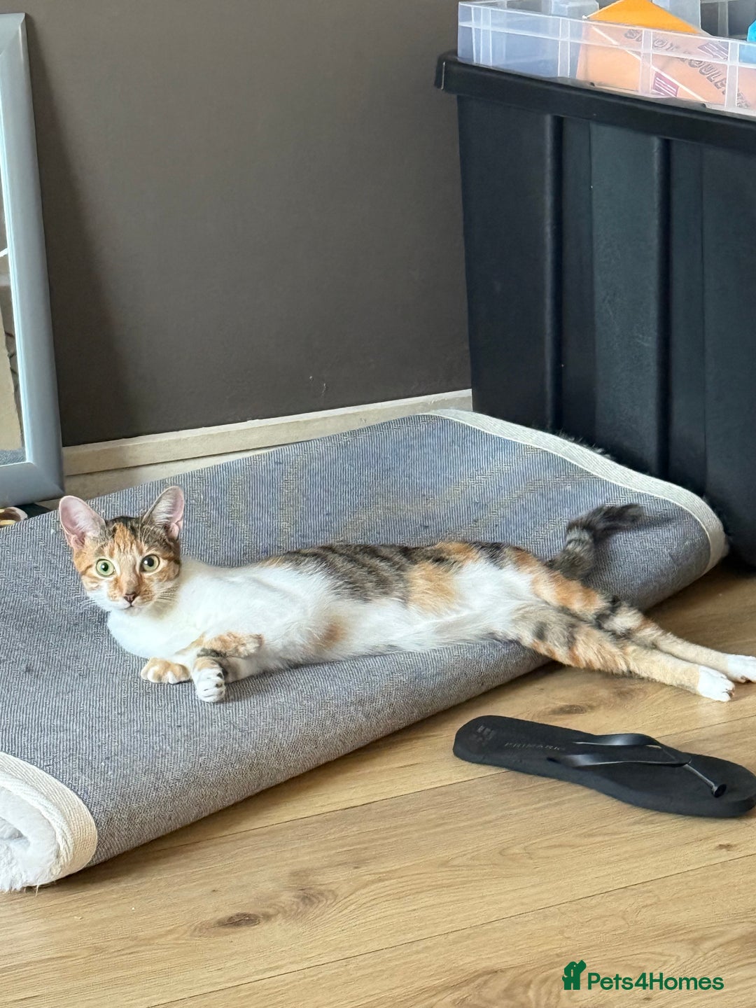 Mixed Breed cats for sale: Sweetest Kitten for sale  - Image 2