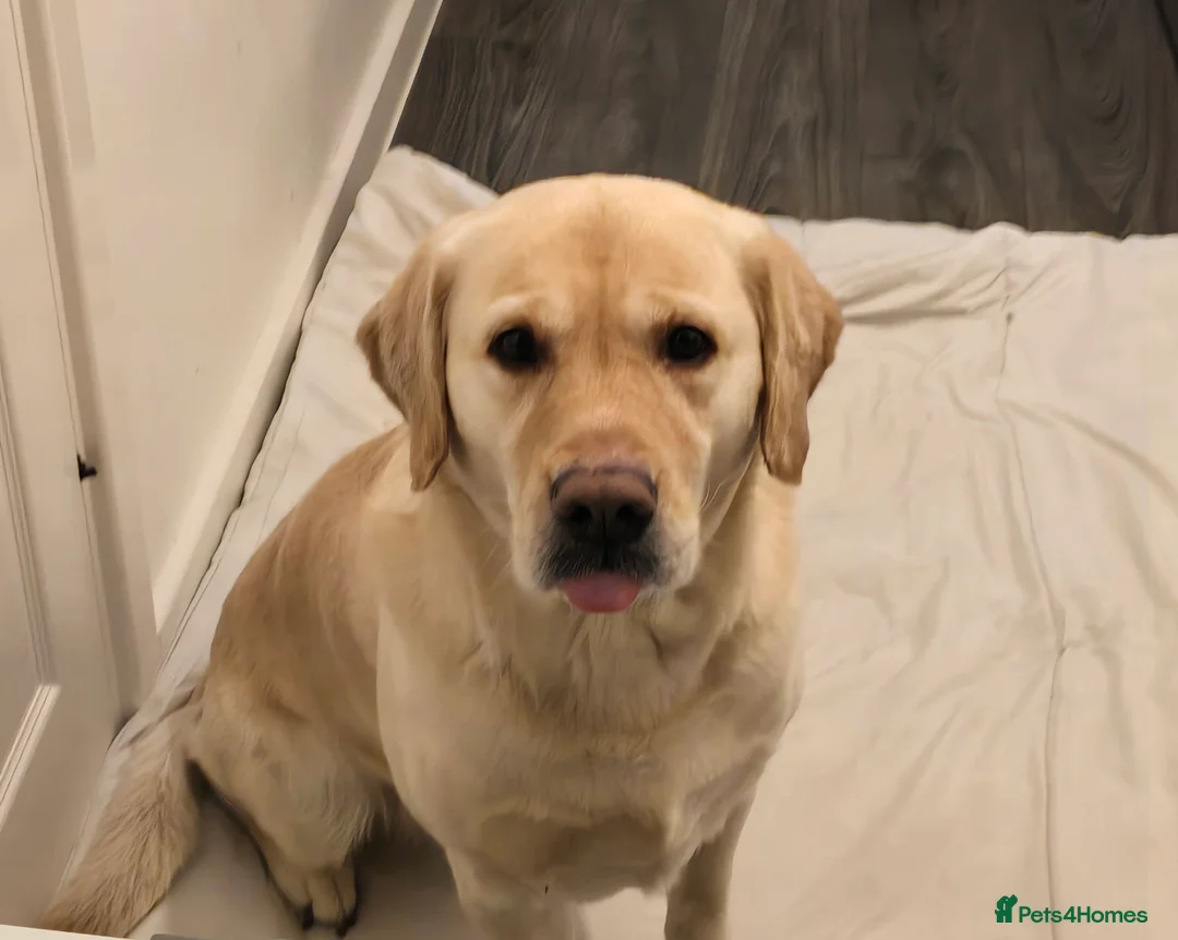 Labrador Retriever dogs for stud: Goldador for stud - Advert 2