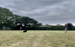 Belgian Shepherd Dog dogs for sale: A real good boy - Image 14