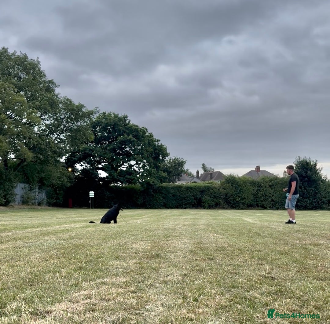 Belgian Shepherd Dog dogs for sale: A real good boy - Image 14