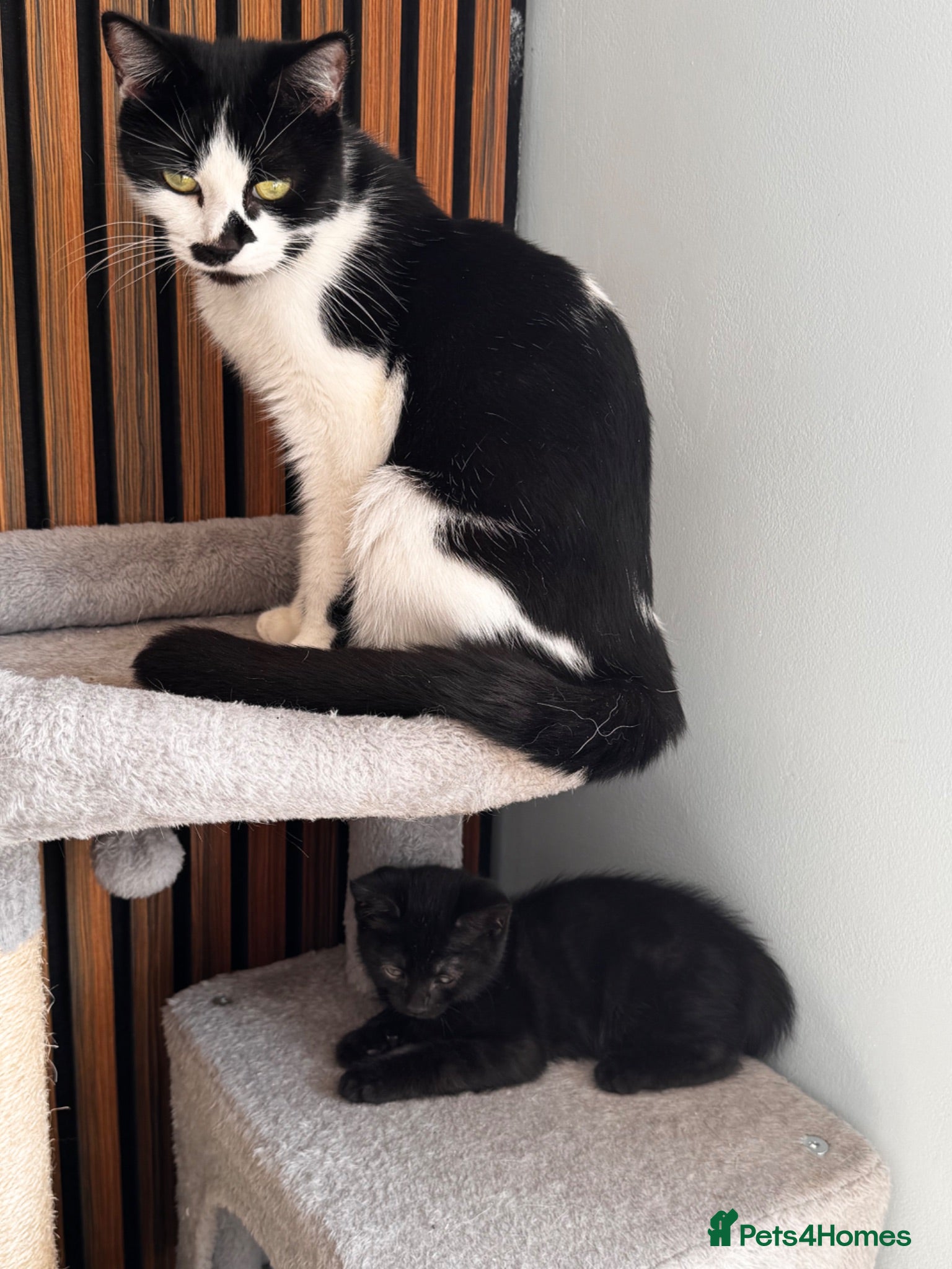 Mixed Breed cats 😻ONLY ONE BOY LEFT 😻 - Advert 2