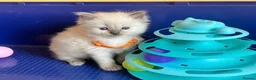 Ragdoll cats for sale: GCCF Сhampion Bloodline Ragdoll 5 GenPedigree 🏆🌟 - Advert 17