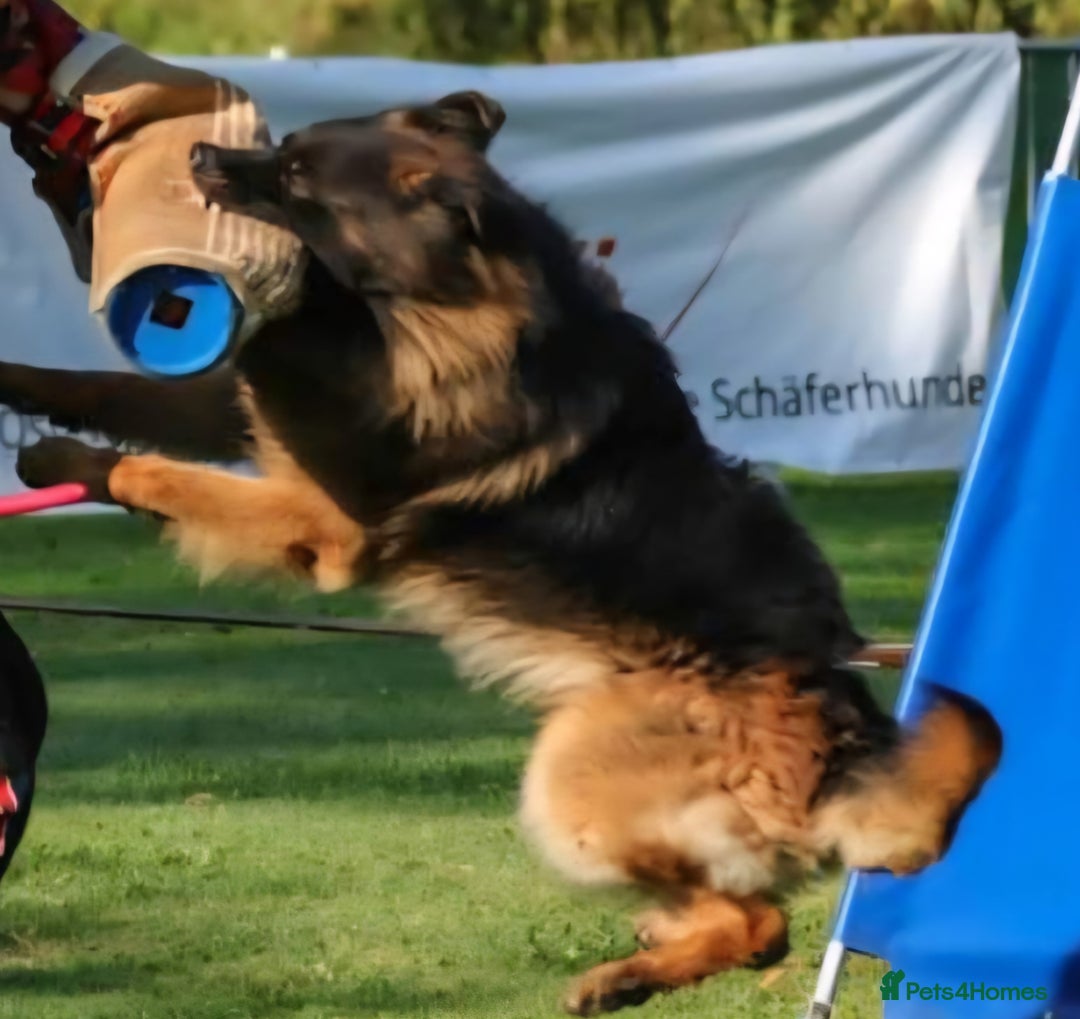 German Shepherd dogs for sale: One female left -QUALITY GSD PUPS LONG HAIR - Advert 10