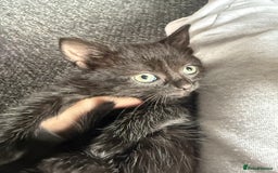 Mixed Breed cats for sale: mixed breed kittens for sale - Image 8