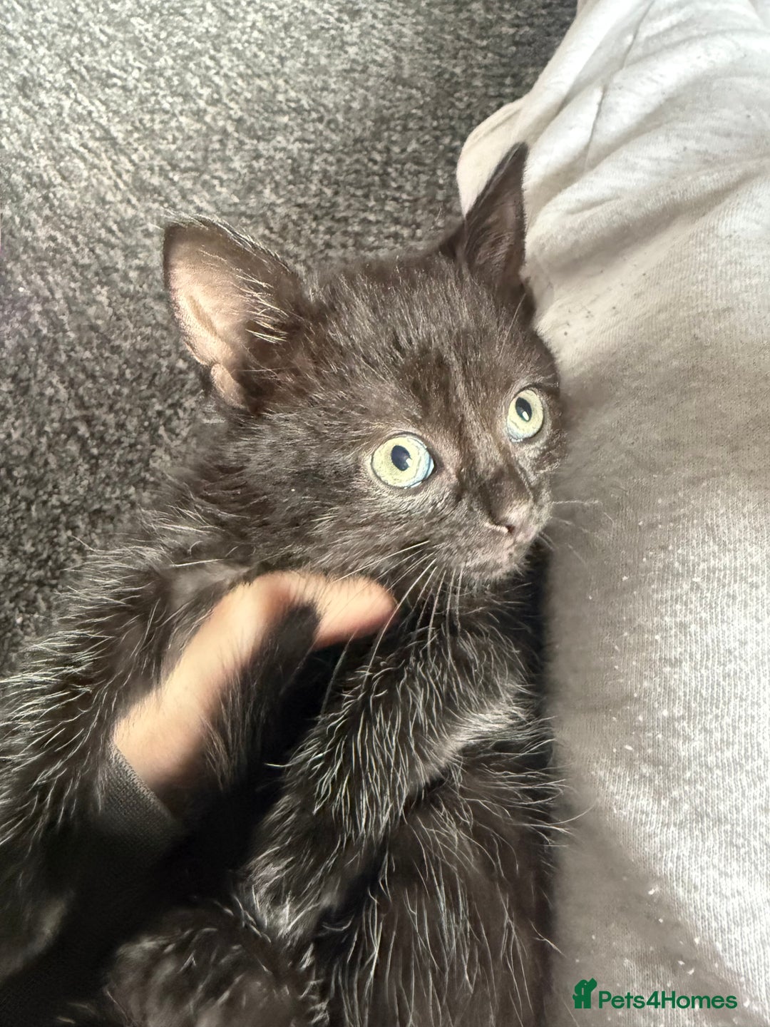Mixed Breed cats for sale: mixed breed kittens for sale - Image 8