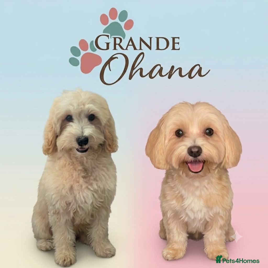Maltipoo dogs F1 Maltipoo Puppies, last boy and girl  - Advert 13