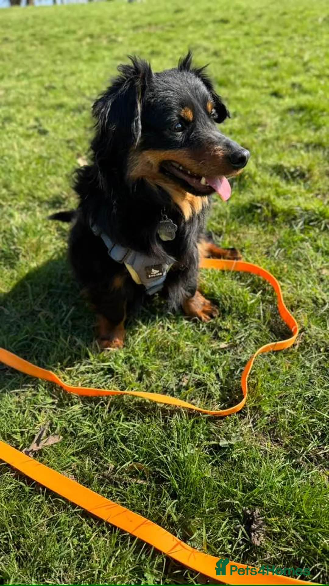 Mixed Breed dogs for adoption: Titchy, tiny one year old, Arthur in Essex in Romford - Advert 2