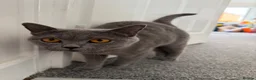 British Shorthair cats for sale: Stunning GCCF Registered British Shorthair Girl  - Advert 4
