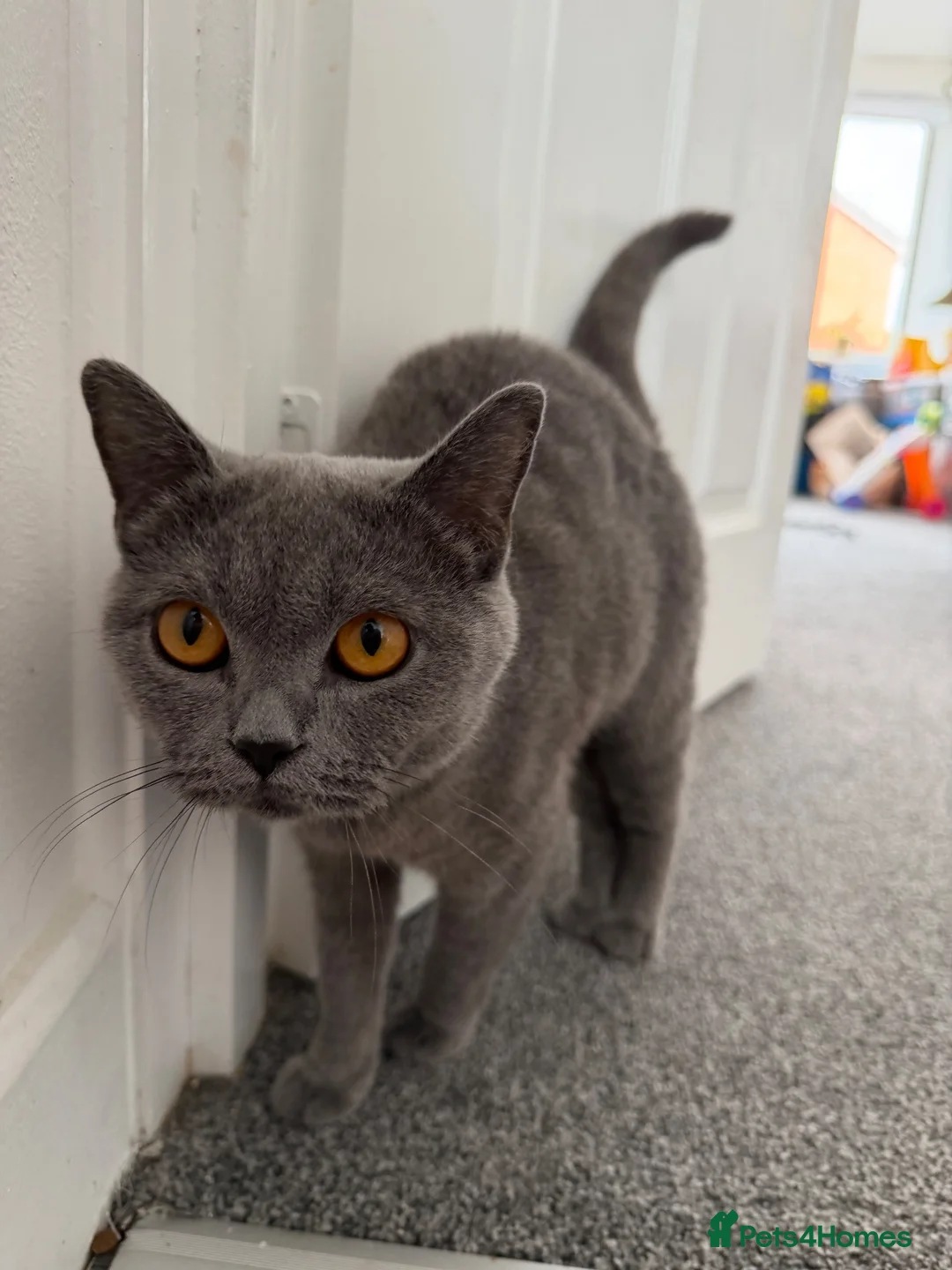 British Shorthair cats for sale: Stunning GCCF Registered British Shorthair Girl  - Advert 4