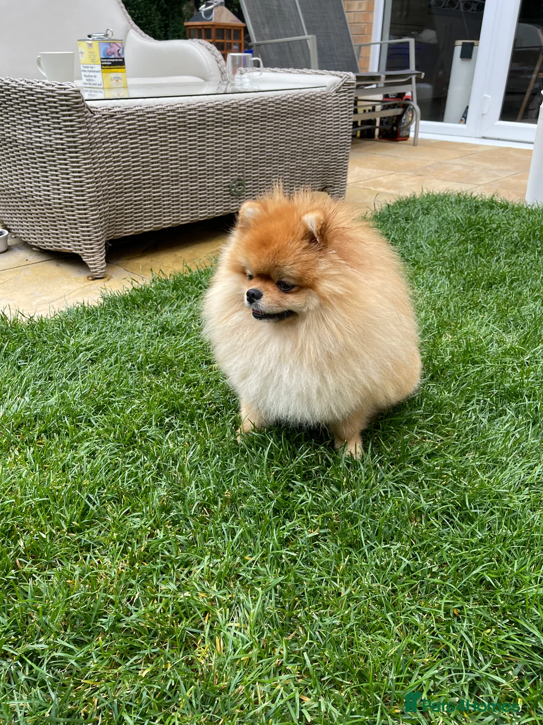 Pomeranian dogs for stud: POMERANIAN  MALE FOR STUD - Advert 15