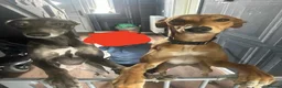 Mixed Breed dogs for sale: Male and female lurcher  - Advert 3