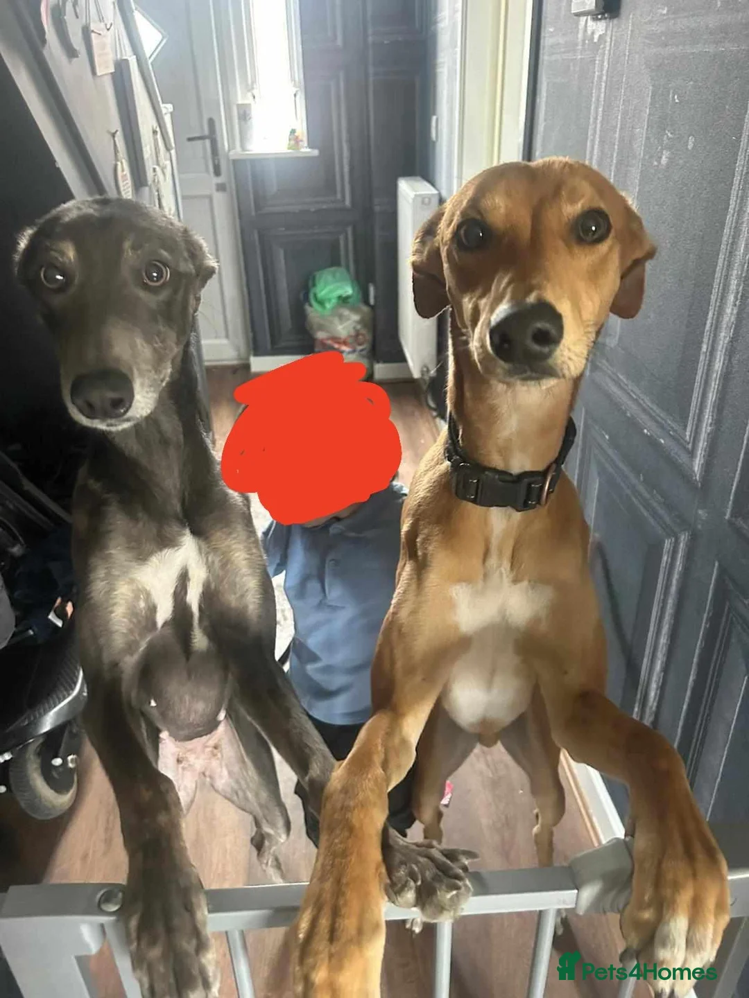 Mixed Breed dogs for sale: Male and female lurcher  - Advert 3