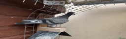 Pigeons birds for sale: Stock racing pigeon few left - Advert 6