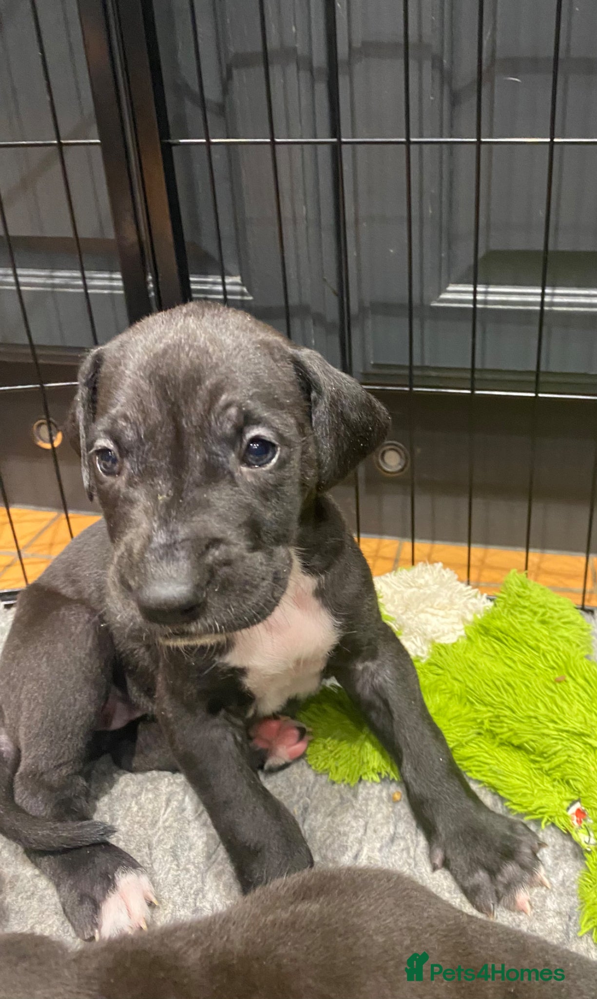 Great Dane dogs Great Dane Pups, Our 3rd Generation. - Advert 2