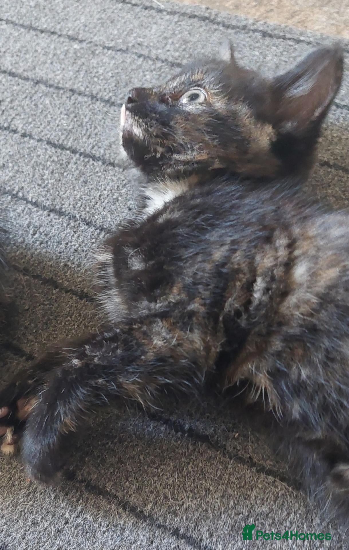 Mixed Breed cats Last kitten still available  - Advert 8