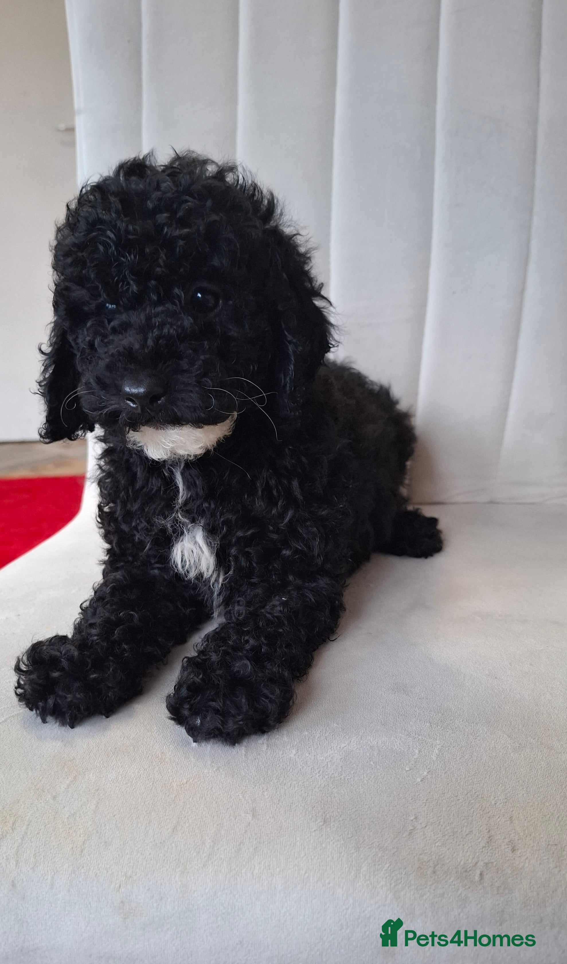 Toy Poodle dogs Toy poodle fully health checked pure breed  - Advert 11