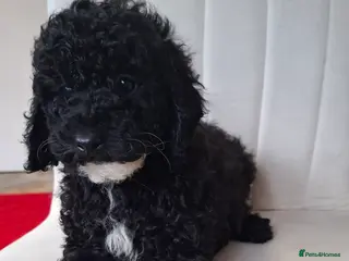 Toy Poodle dogs Toy poodle fully health checked pure breed - Advert 11