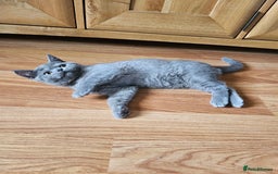 British Shorthair cats for sale: British shorthair kittens for sale.  - Image 2