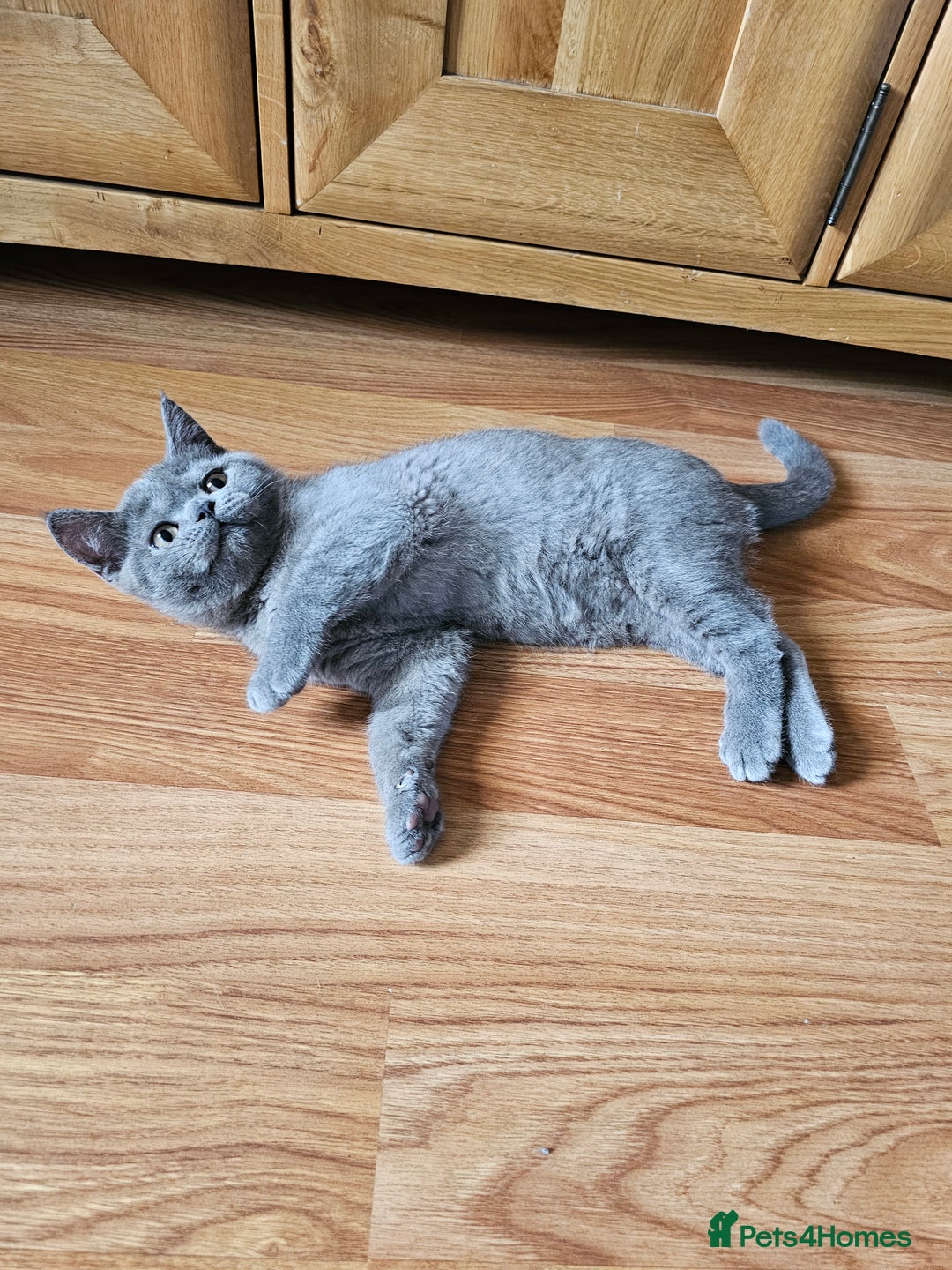 British Shorthair cats for sale: British shorthair kittens for sale.  - Image 2