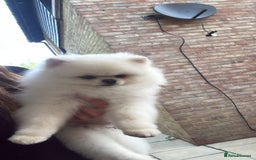 Pomeranian dogs for stud: Tiny Pomeranian (STUD)  - Image 6