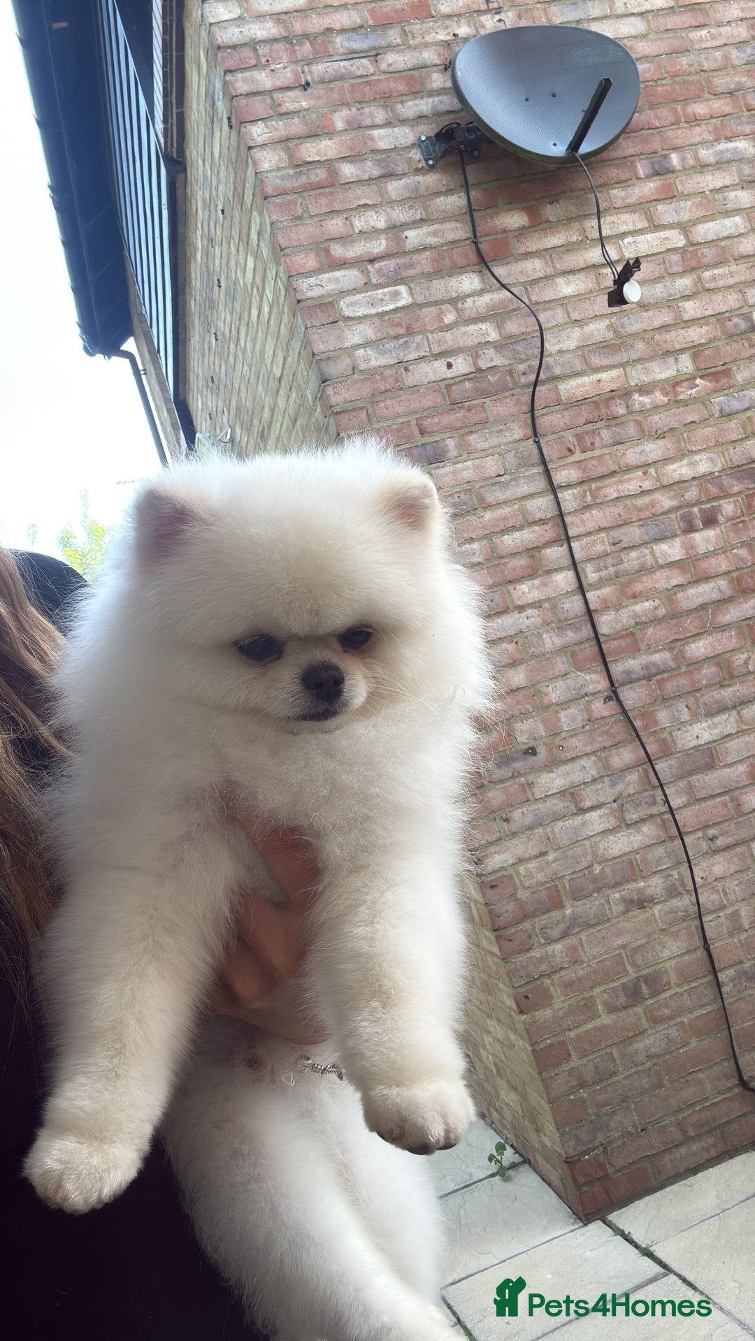 Pomeranian dogs for stud: Tiny Pomeranian (STUD)  - Image 6