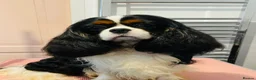 Cavalier King Charles Spaniel dogs for sale: Stunning cavalier boys  - Advert 8