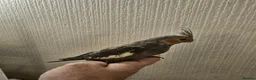 Mixed Breed birds for sale: Tame Kakariki and cockatiel chicks  - Advert 23
