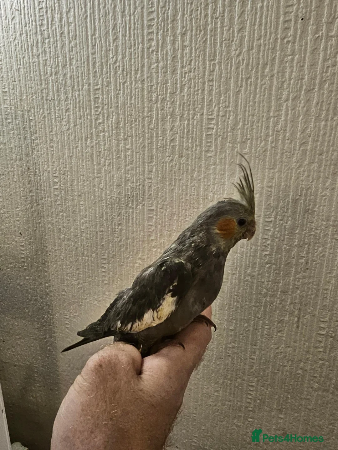 Mixed Breed birds for sale: Tame Kakariki and cockatiel chicks  - Advert 23