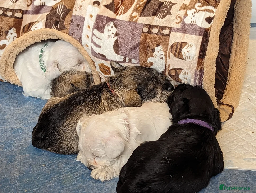 Miniature Schnauzer dogs for stud: KC Registered White miniature Schnauzer for stud  in Colyton - Advert 10