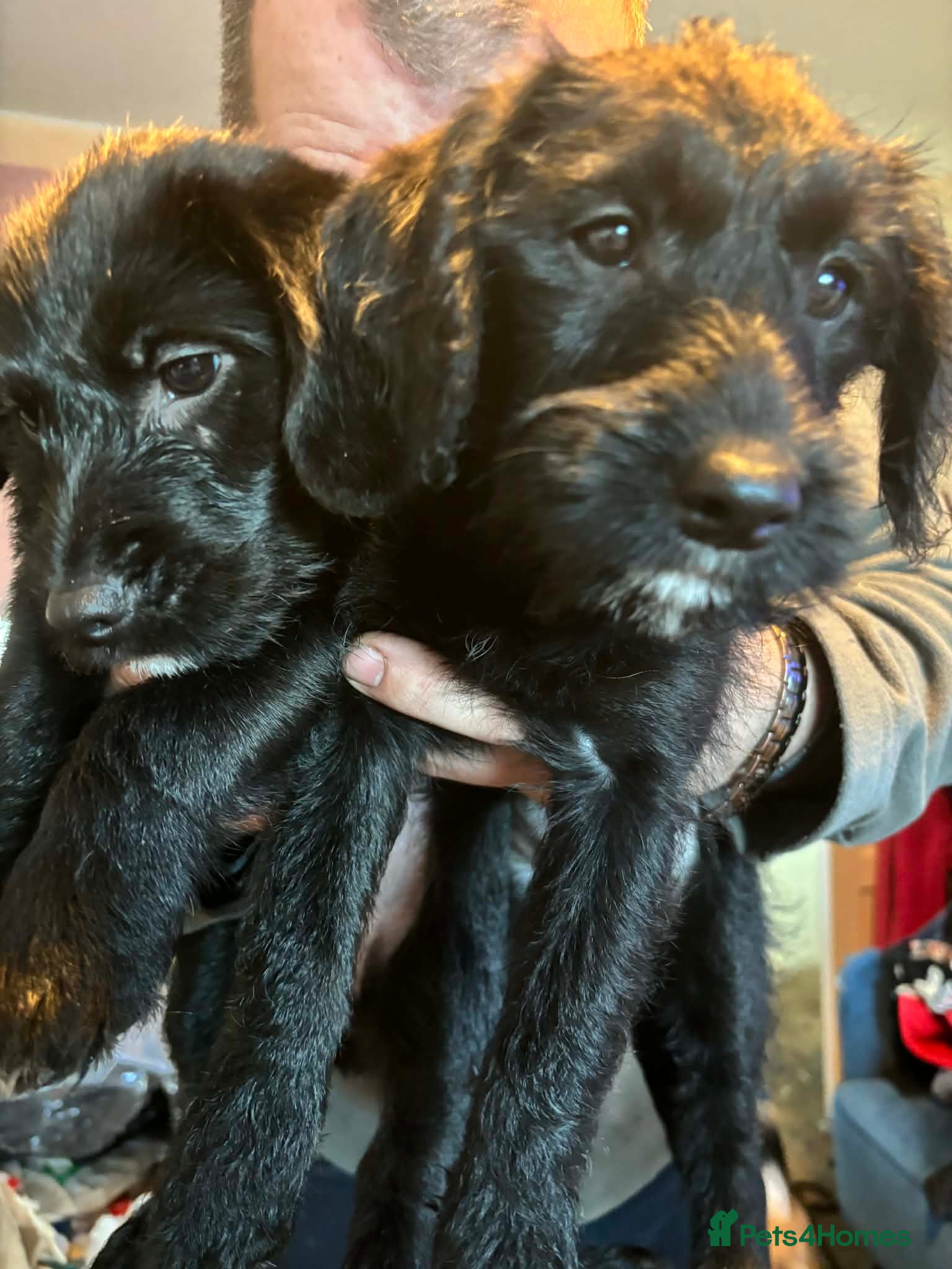 Jackapoo dogs Two beautiful jackapoo girls  - Advert 2