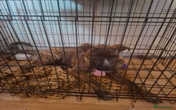 Mixed Breed dogs for sale: Dog de bordeaux female puppy - Image 5