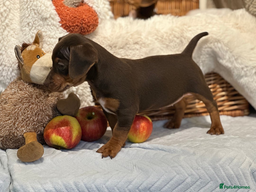 Mixed Breed dogs for sale: Wonderful daxijacks !! 🐶 - Image 6