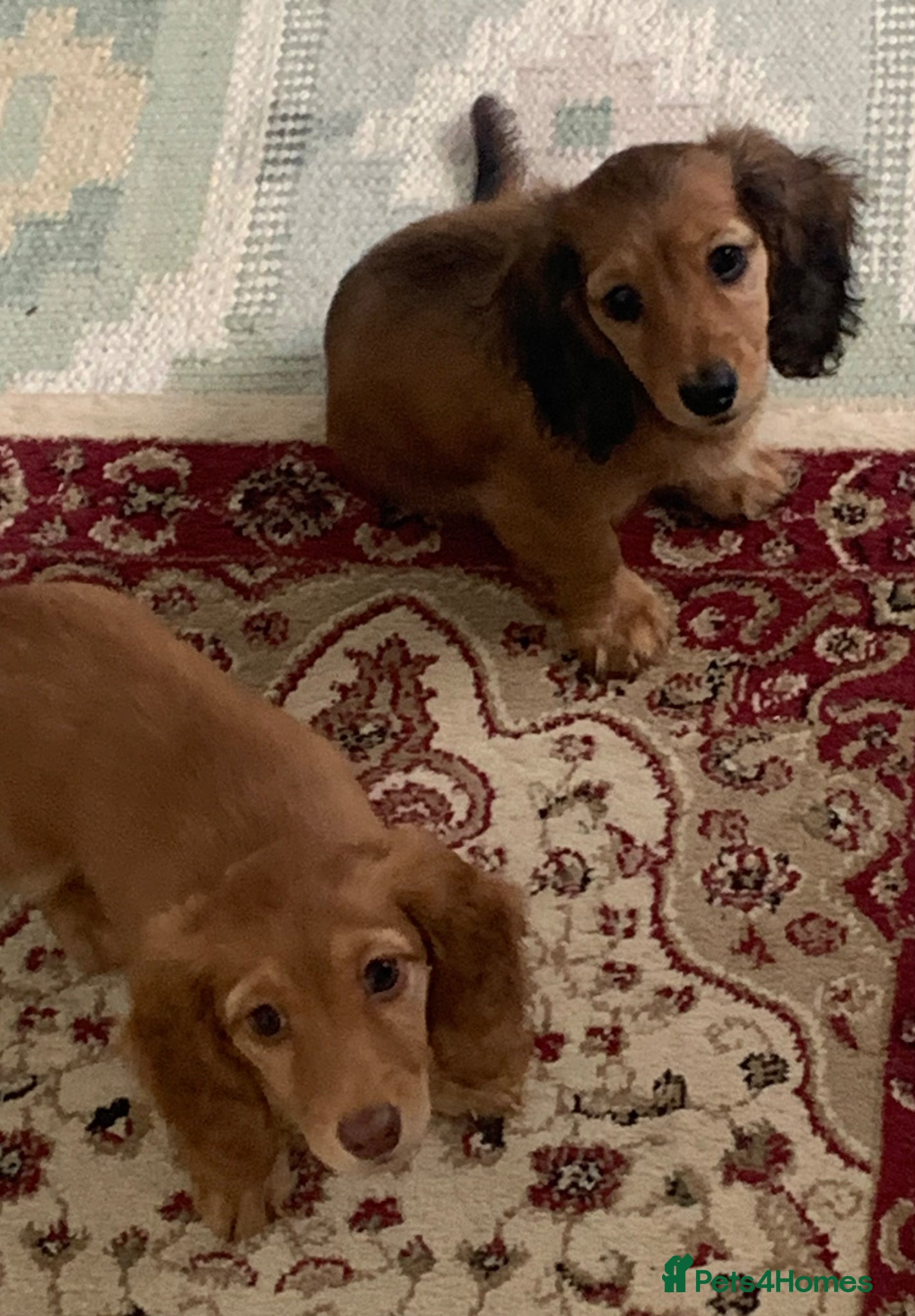 Dachshund dogs for sale: Last 2 Miniature longhaired dachshund Puppies - Advert 12