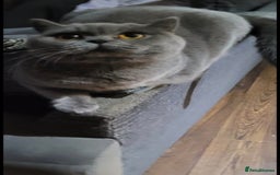 British Shorthair cats for sale: British shorthair kittens for sale  - Image 4