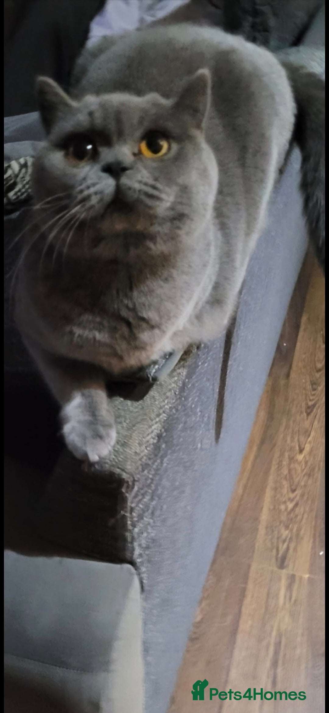 British Shorthair cats for sale: British shorthair kittens for sale  - Image 4