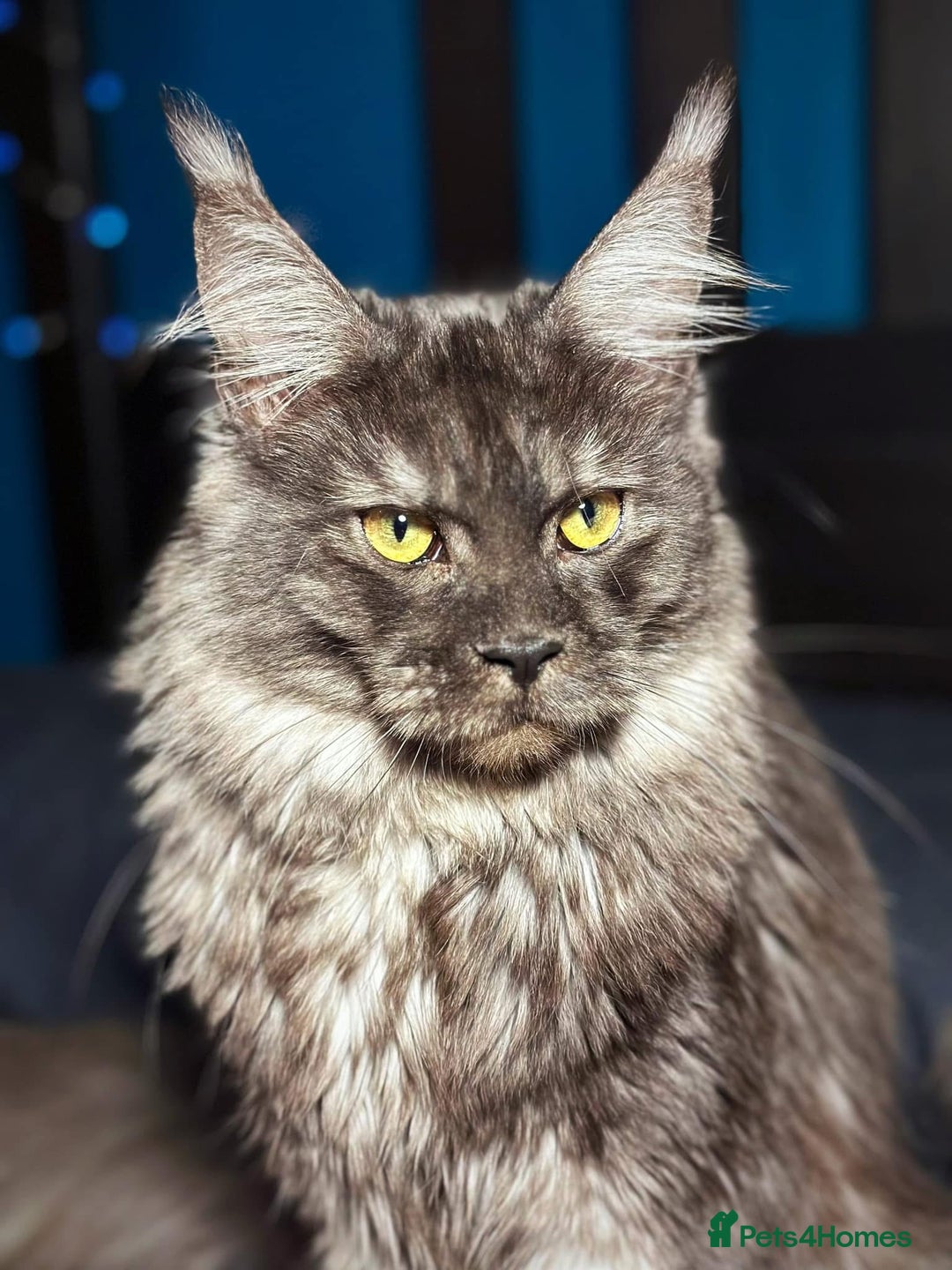 Maine Coon cats for sale: Maine Coon kittens Tica Reg.  - Advert 2