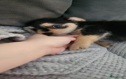 Mixed Breed dogs for sale: Jack russel cross pomeranian puppies  - Image 29