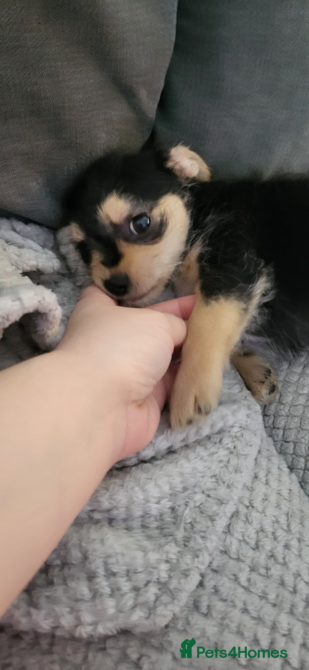 Mixed Breed dogs for sale: Jack russel cross pomeranian puppies  - Image 29