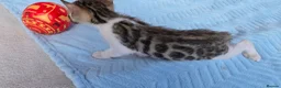 Bengal cats for sale: Beautiful Purebred Bengal Kittens Ready Soon - Advert 11