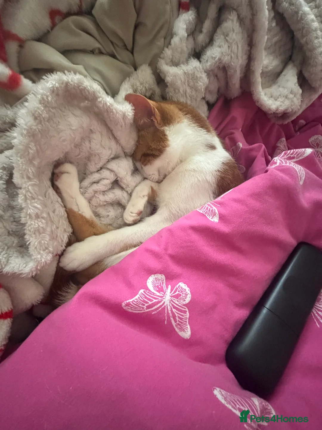 Mixed Breed cats for sale: 2 male brothers  in Sunderland - Advert 2