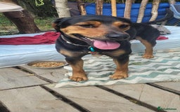 Mixed Breed dogs for sale: 2 year old, mix breed male, Ted  - Image 4