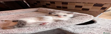 Ragdoll 3