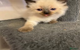 Ragdoll cats for sale: Our little snow babies ragdoll kittens  - Image 3
