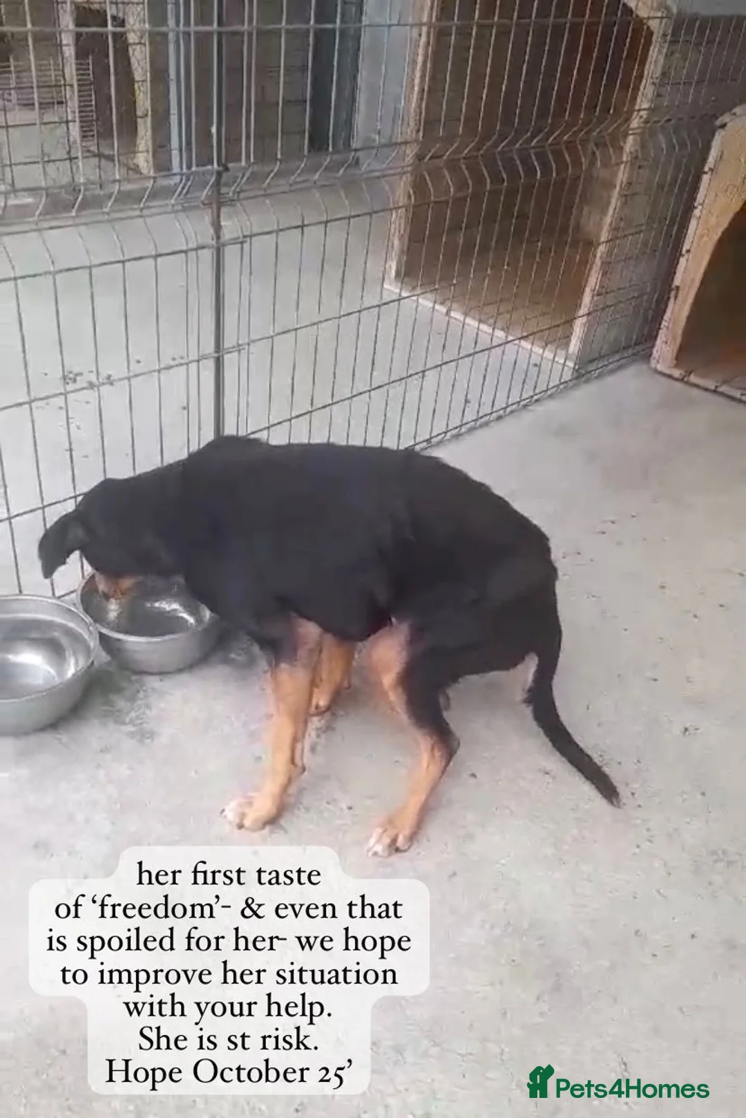 Mixed Breed dogs for adoption: Hope, 10 years approx. Available for adoption. - Advert 5